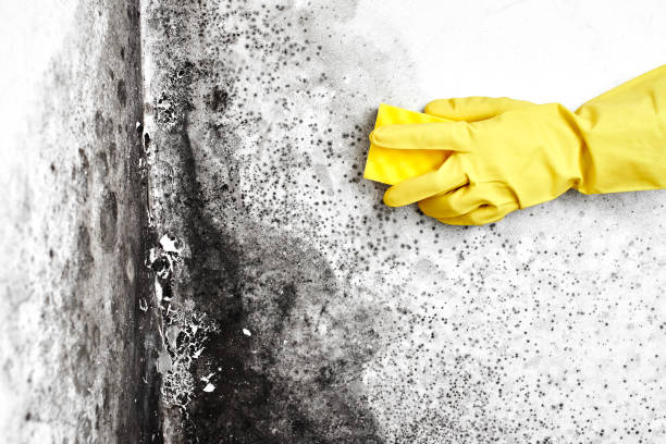 Best DIY Mold Remediation Support Services in Darien, IL