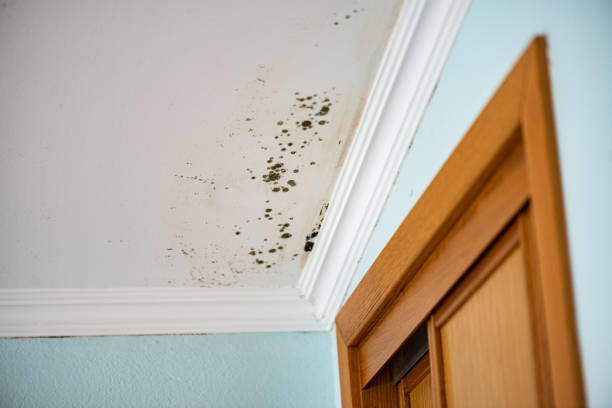 Best Black Mold Remediation in Darien, IL
