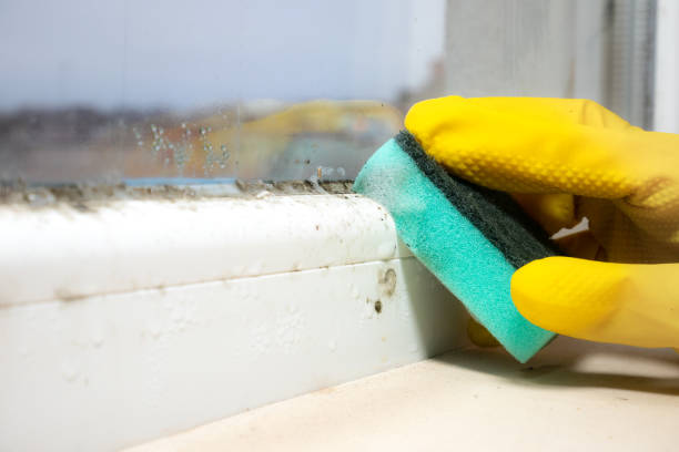 Best Health and Safety Mold Remediation in Darien, IL