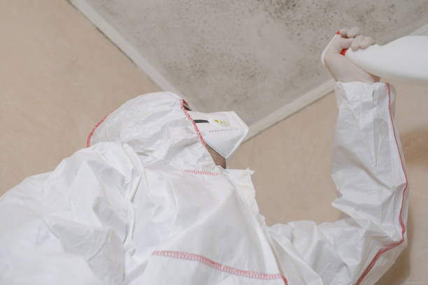 Best Residential Mold Remediation in Darien, IL