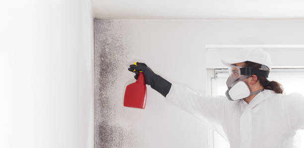 Best Post-Flood Mold Remediation in Darien, IL