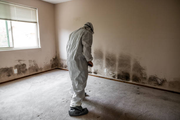 Best Localized Mold Remediation (e.g., coastal areas, humid climates) in Darien, IL