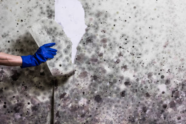 Best Crawl Space Mold Remediation in Darien, IL
