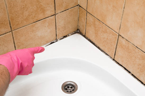 Best Industrial Mold Remediation in Darien, IL